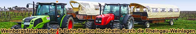 Weinbergsfahrt mit Traktor und Planwagen durch die Weinberge bei Hochheim am Main